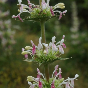 Morina persica